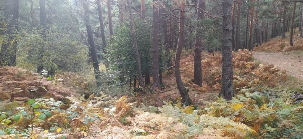 Ruta Circular Desde Las Dehesas De Cercedilla Atrochando