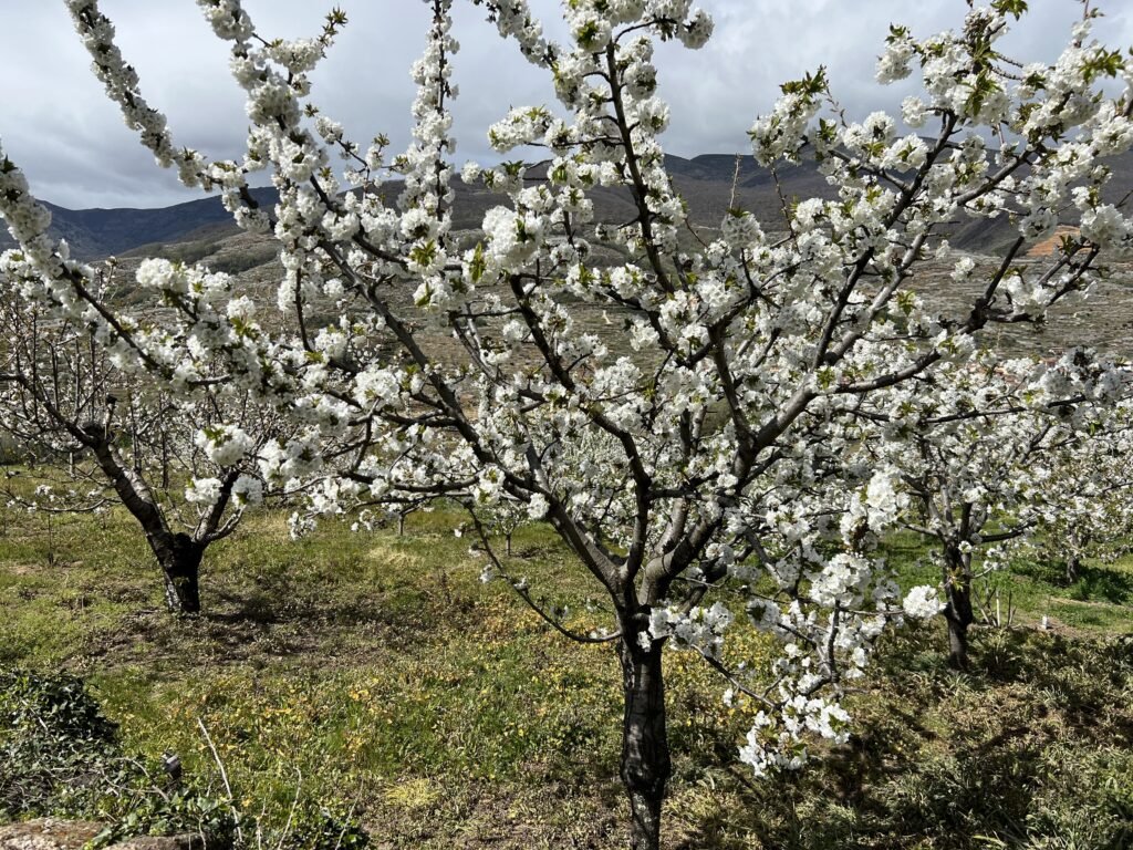 Ruta Del Cerezo En Flor Valle Del Jerte