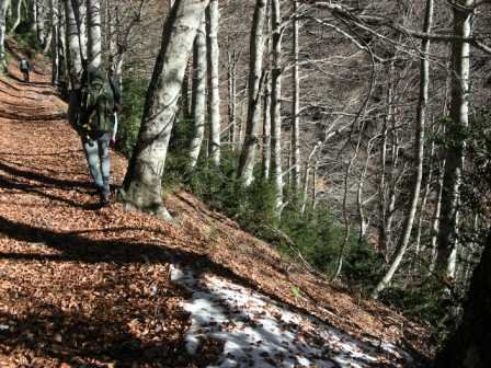 bosque del Balaitus