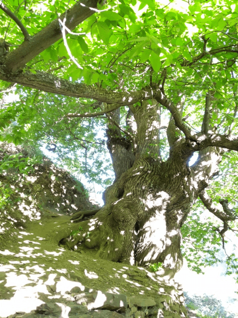 Rutas con Árboles Singulares