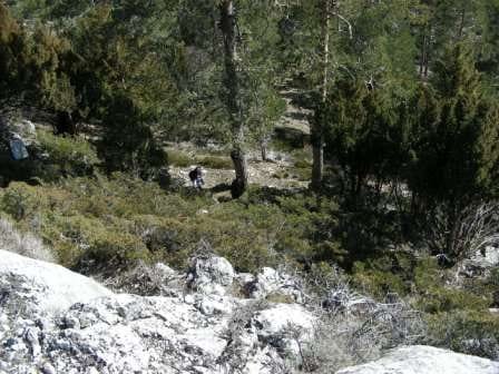 Bosques del Mogorrita