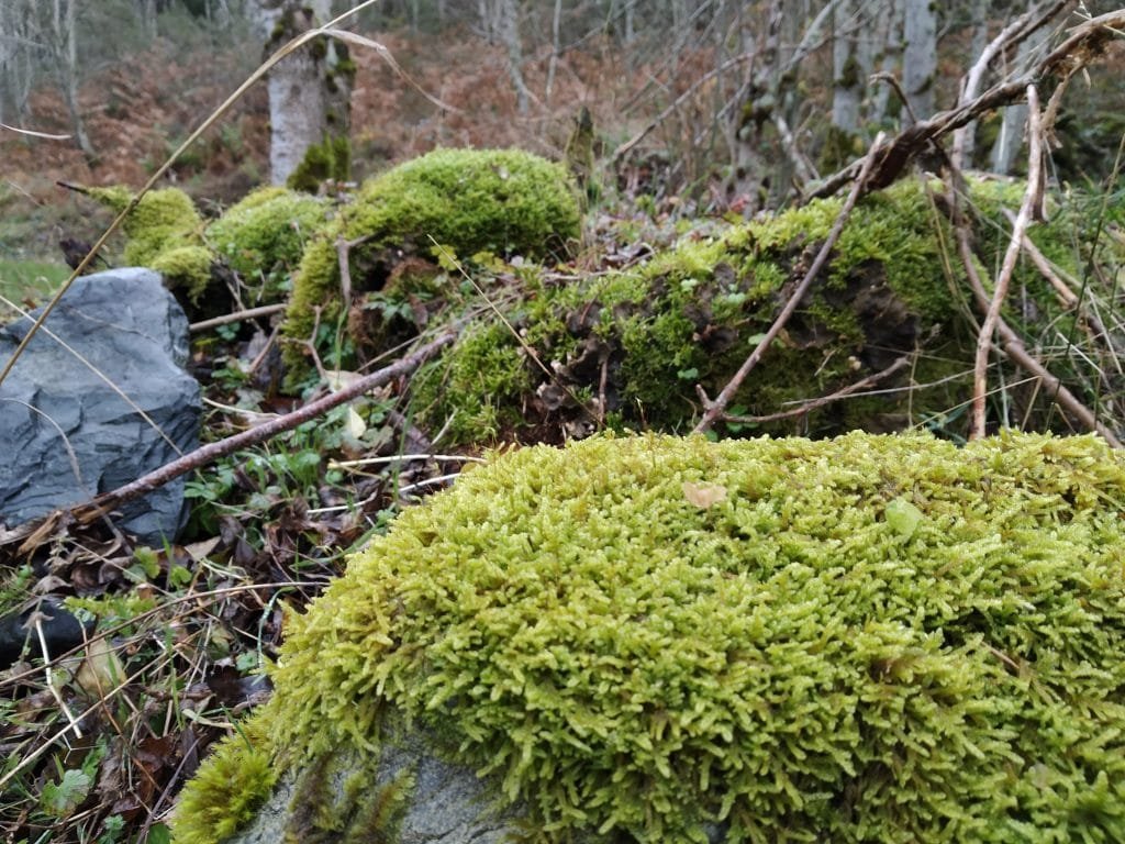 Musgo en el Bosque