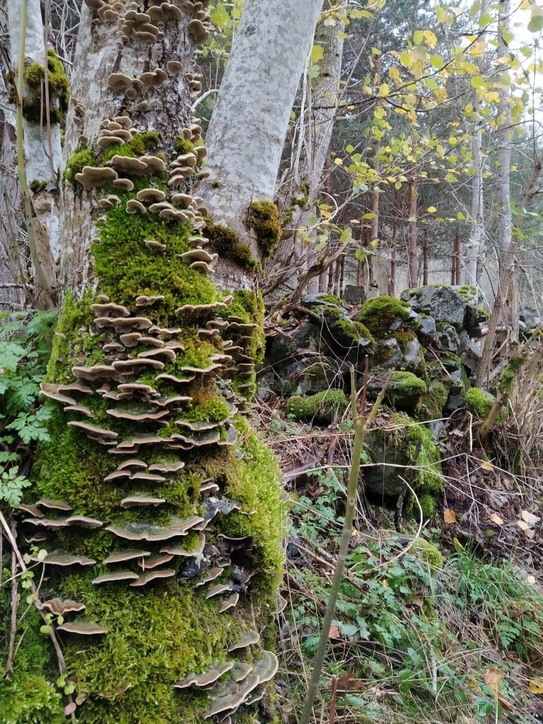Setas en el árbol