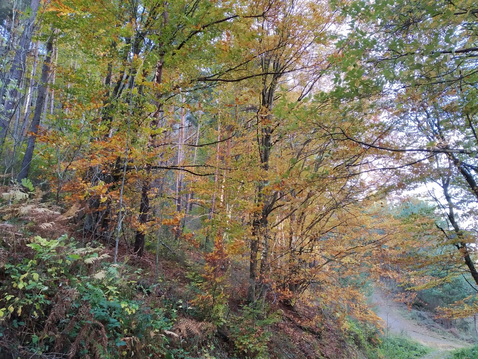 Hayedo en Otoño