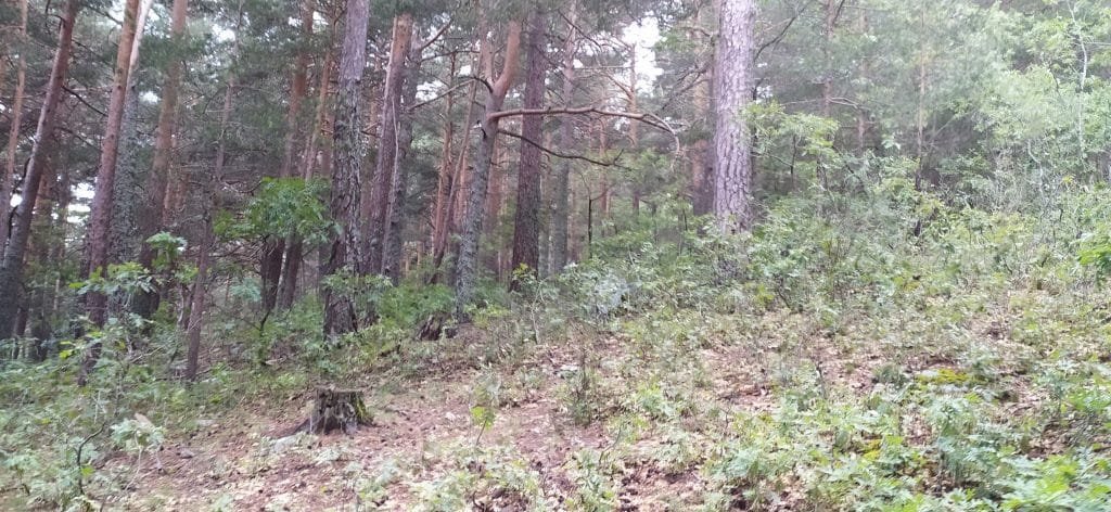 Bosque de Guadarrama