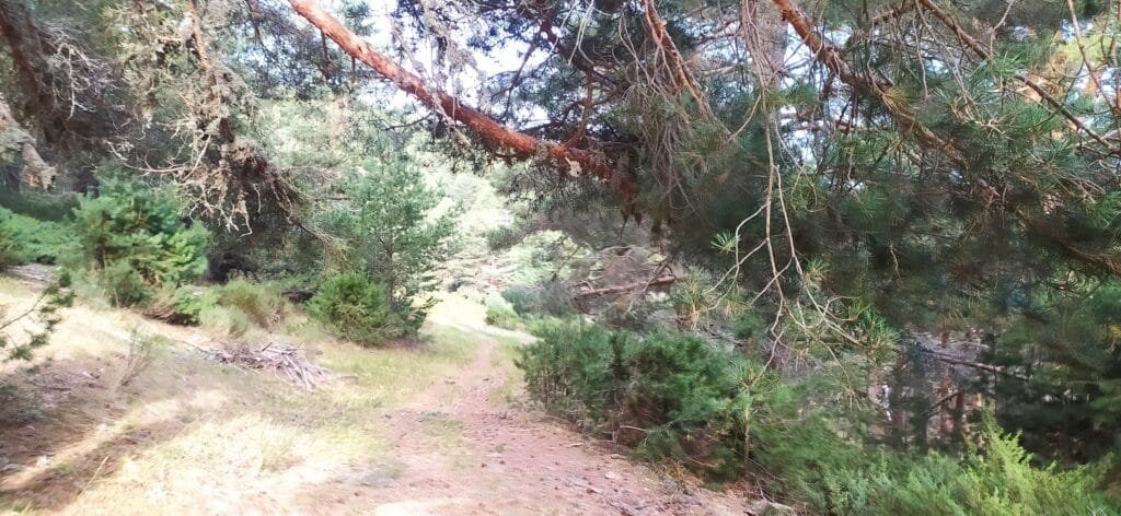 Pinares