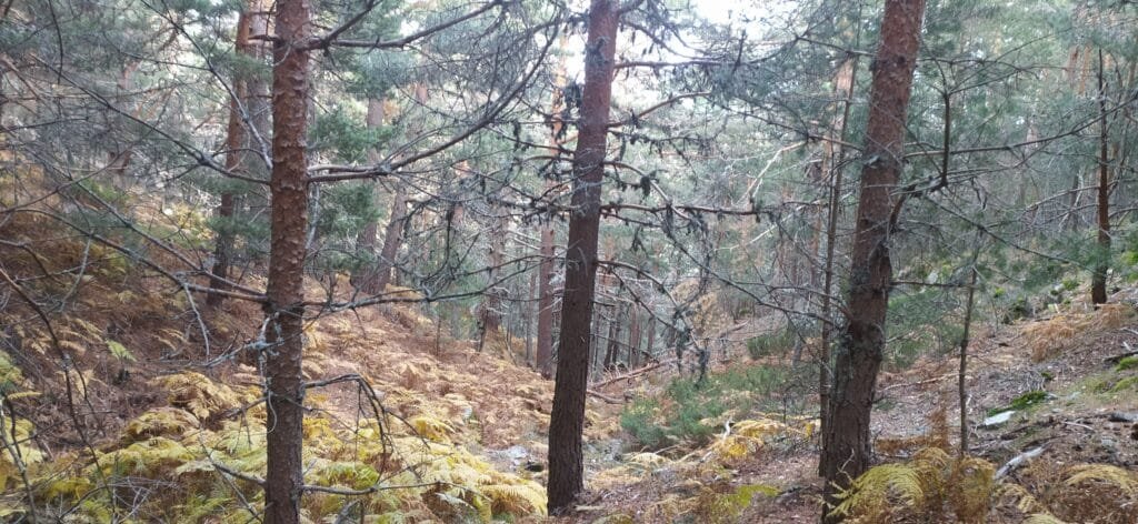 Bosques