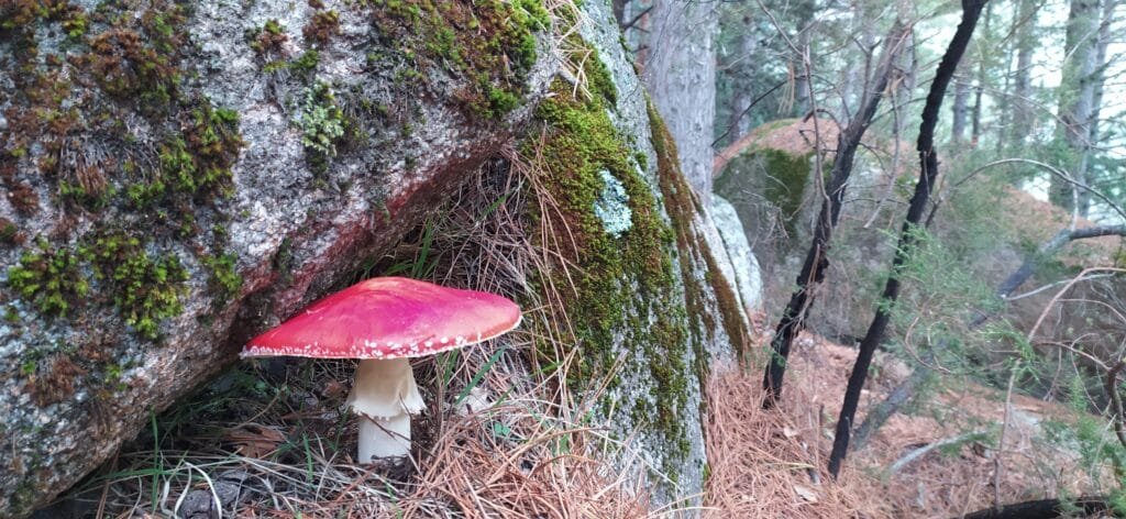 Amanita Muscaria