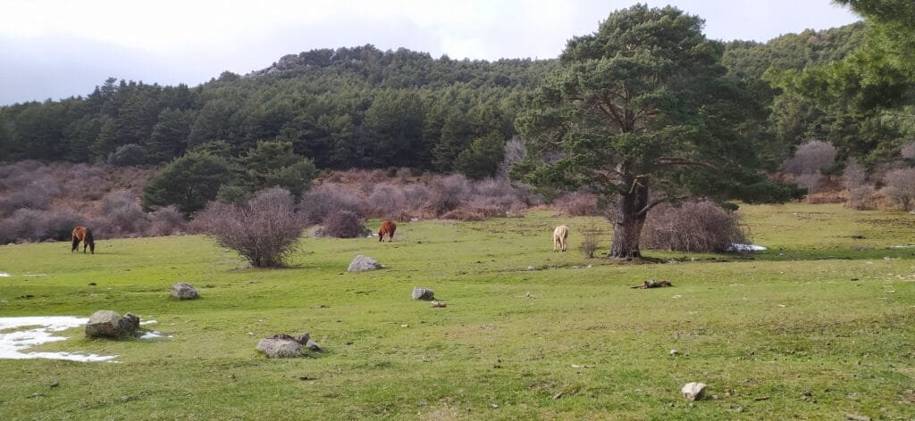 Ruta circular a Navacerrada desde Camorritos
