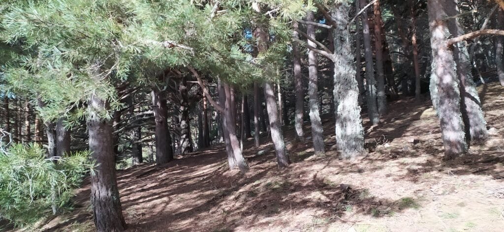 Por los Pinares