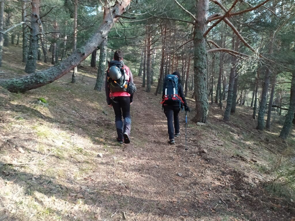 Camino por bosque