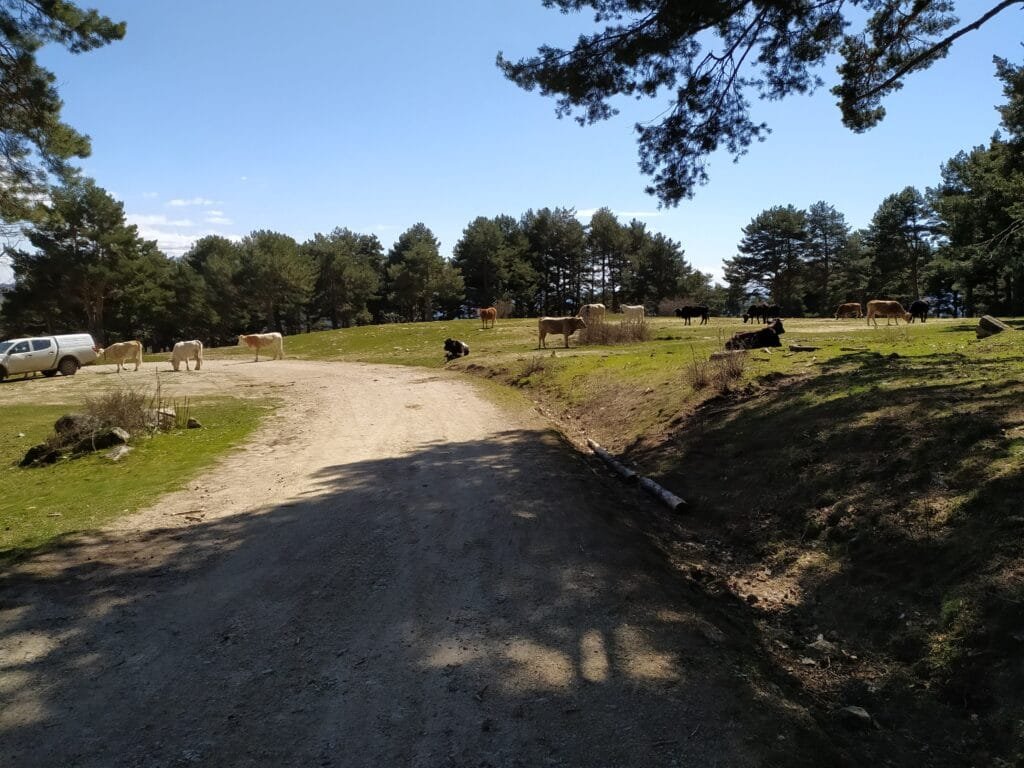 Ganado en el camino de Tablada