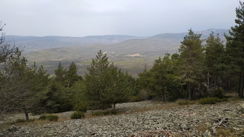 Repoblación en la sierra