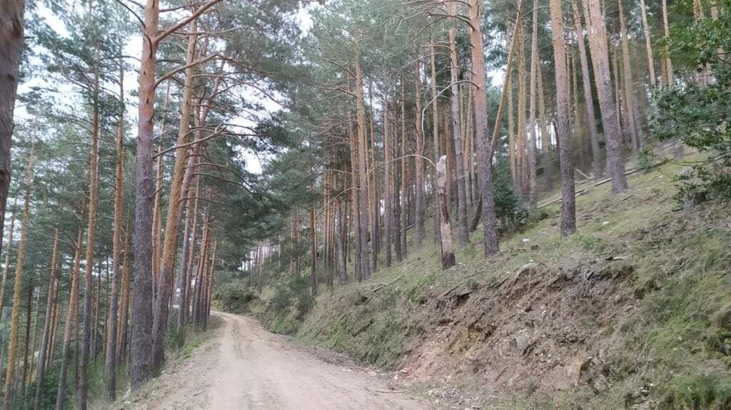 Bosques de pinos