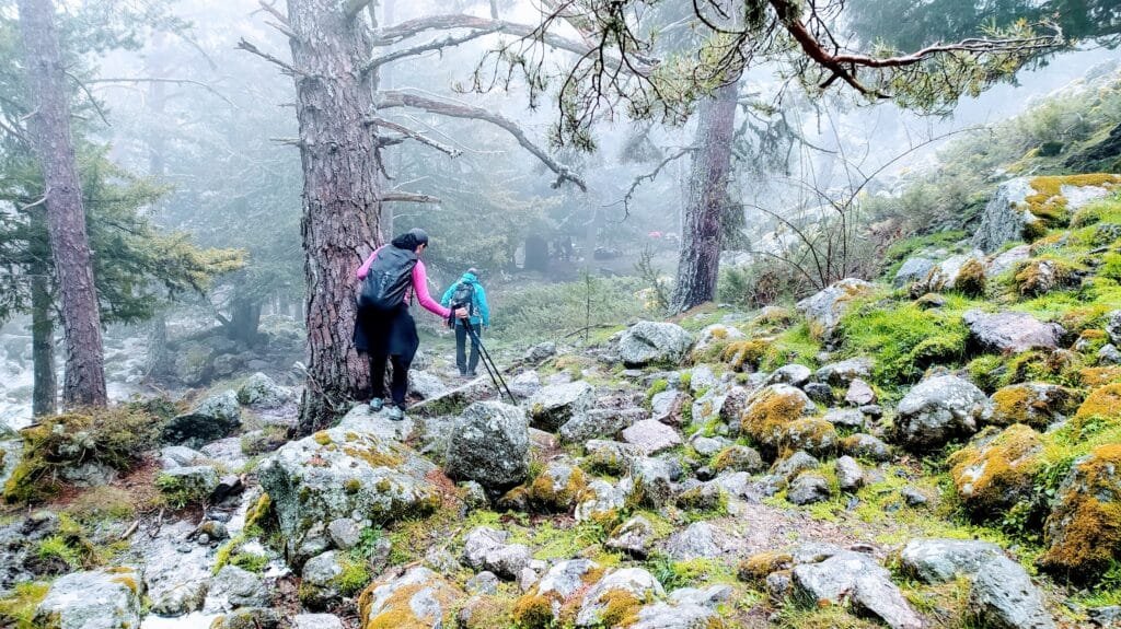 Bosque maravilloso