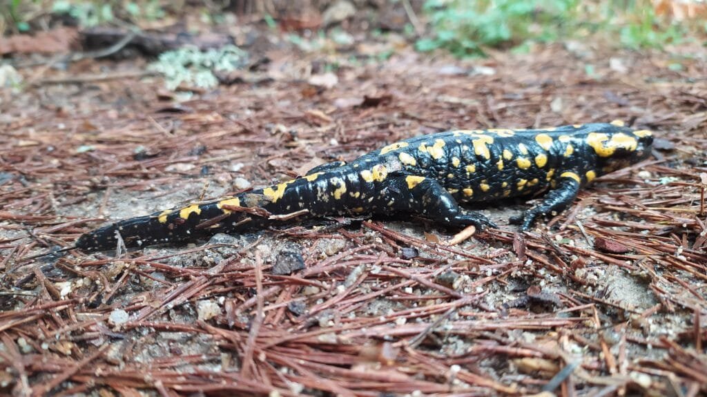 Salamandra