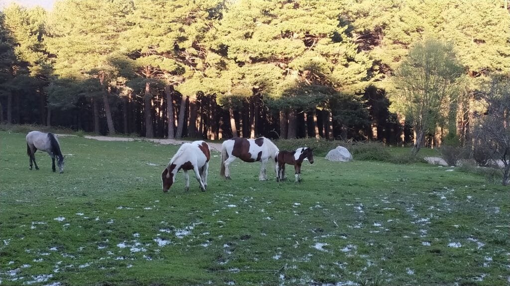 Mujer muerta desde Cercedilla