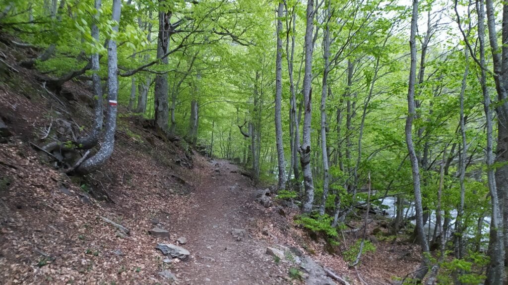 Hayedo de Pirineos