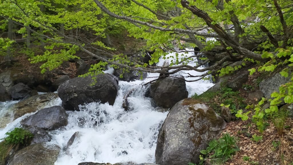 Arroyos