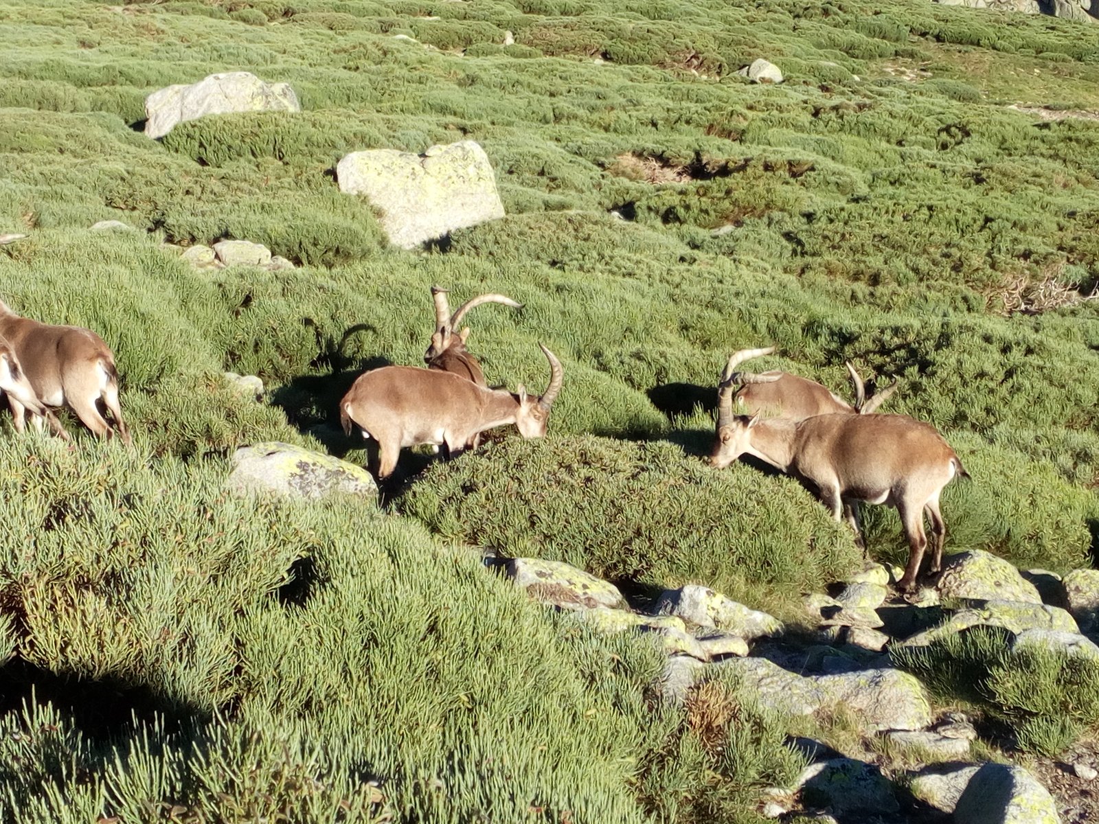 Cabras hispánicas