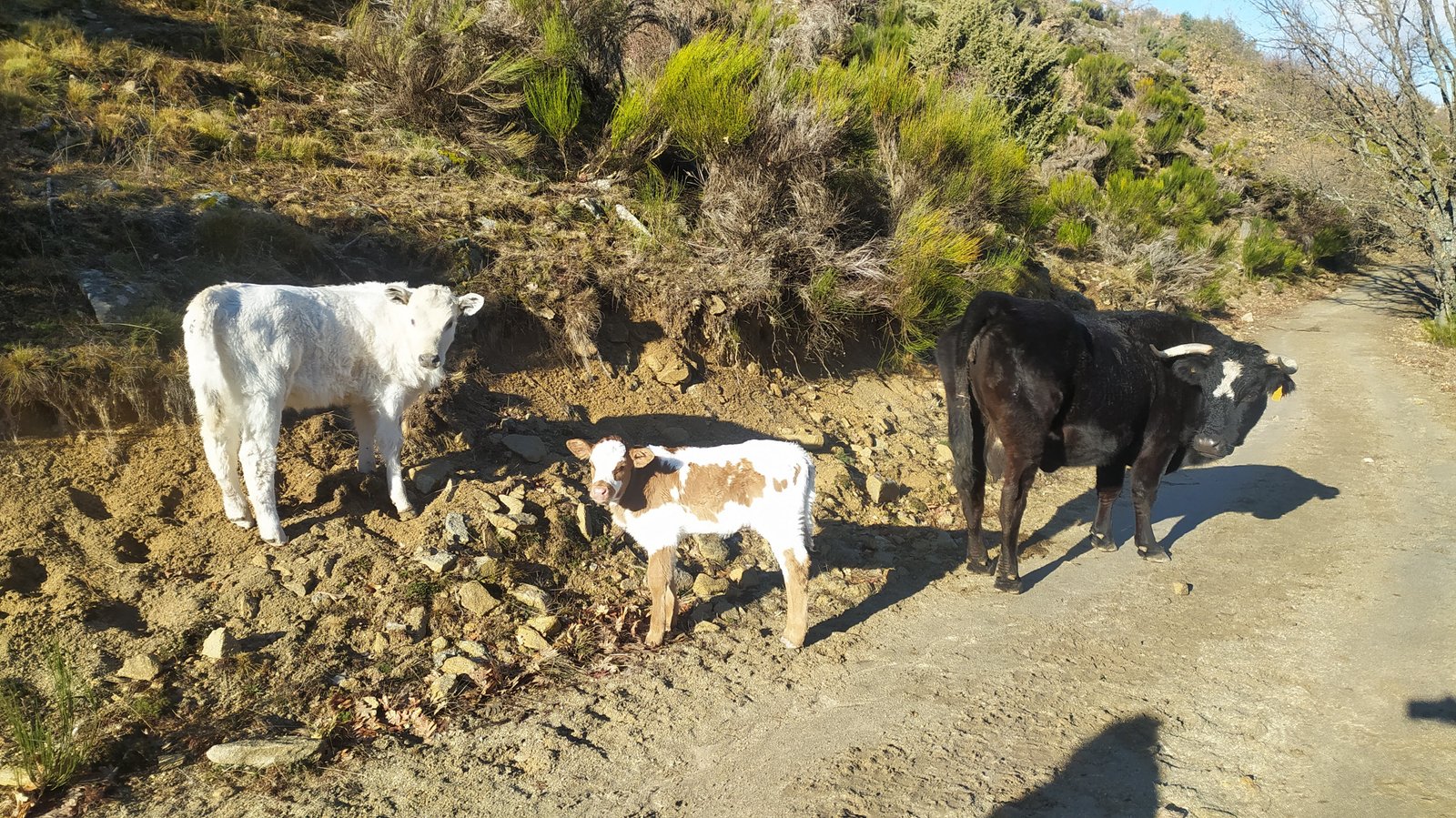 vacas
