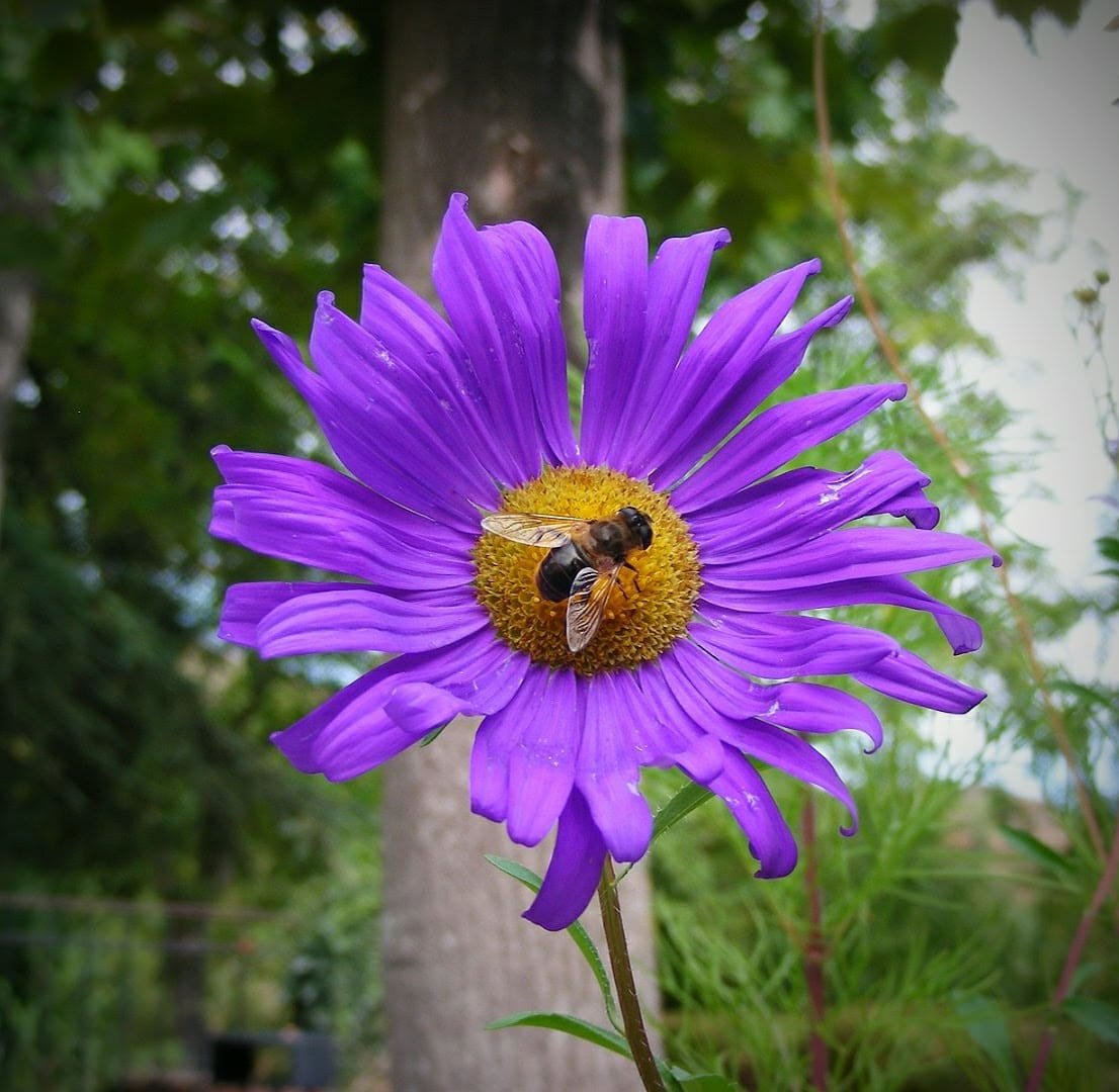 Peligros de la Primavera