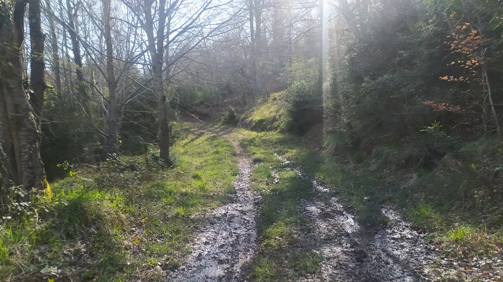 bosque