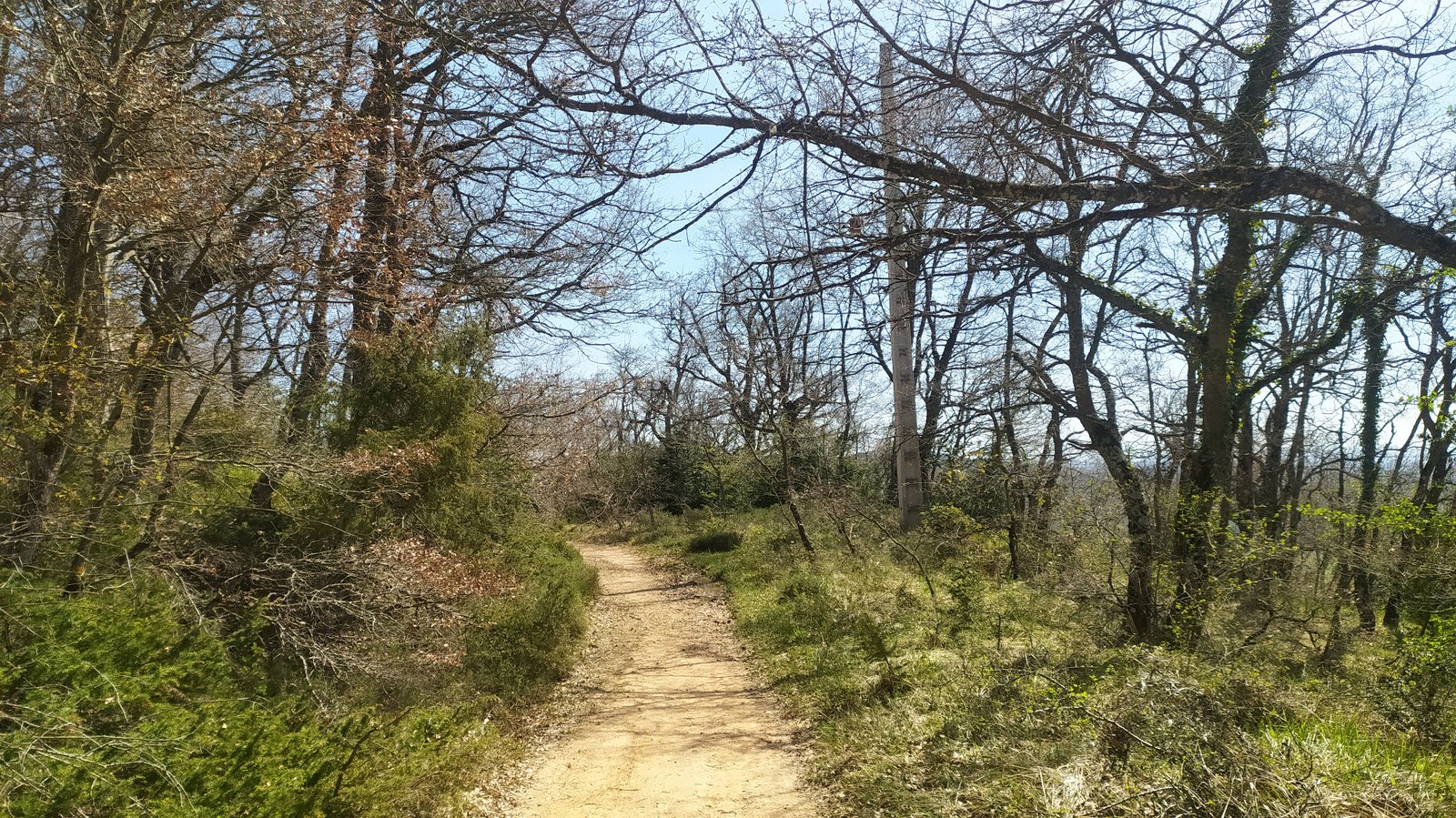 regreso en bosque