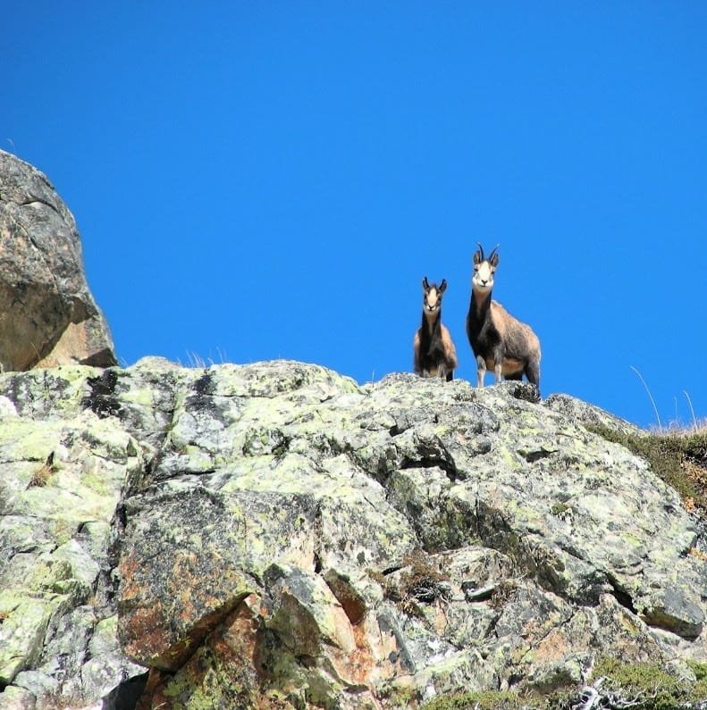 Nosotros y la Fauna