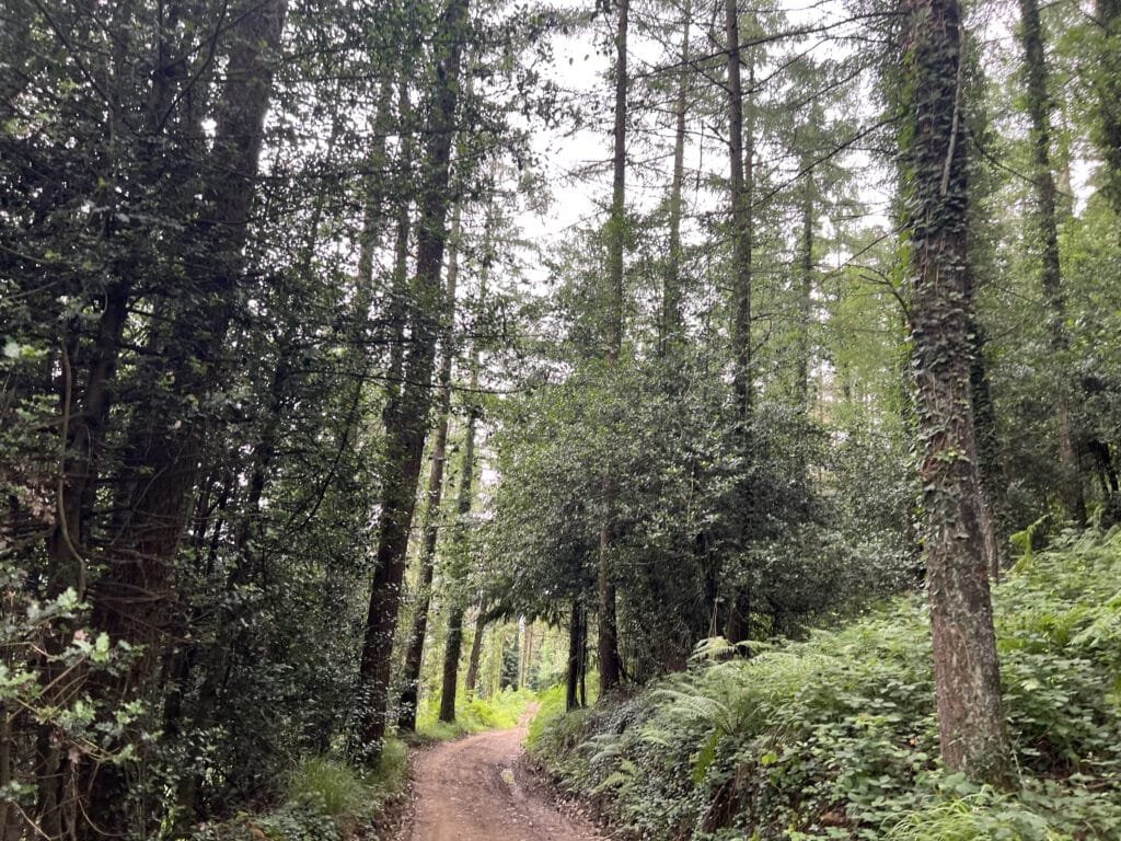 bosques