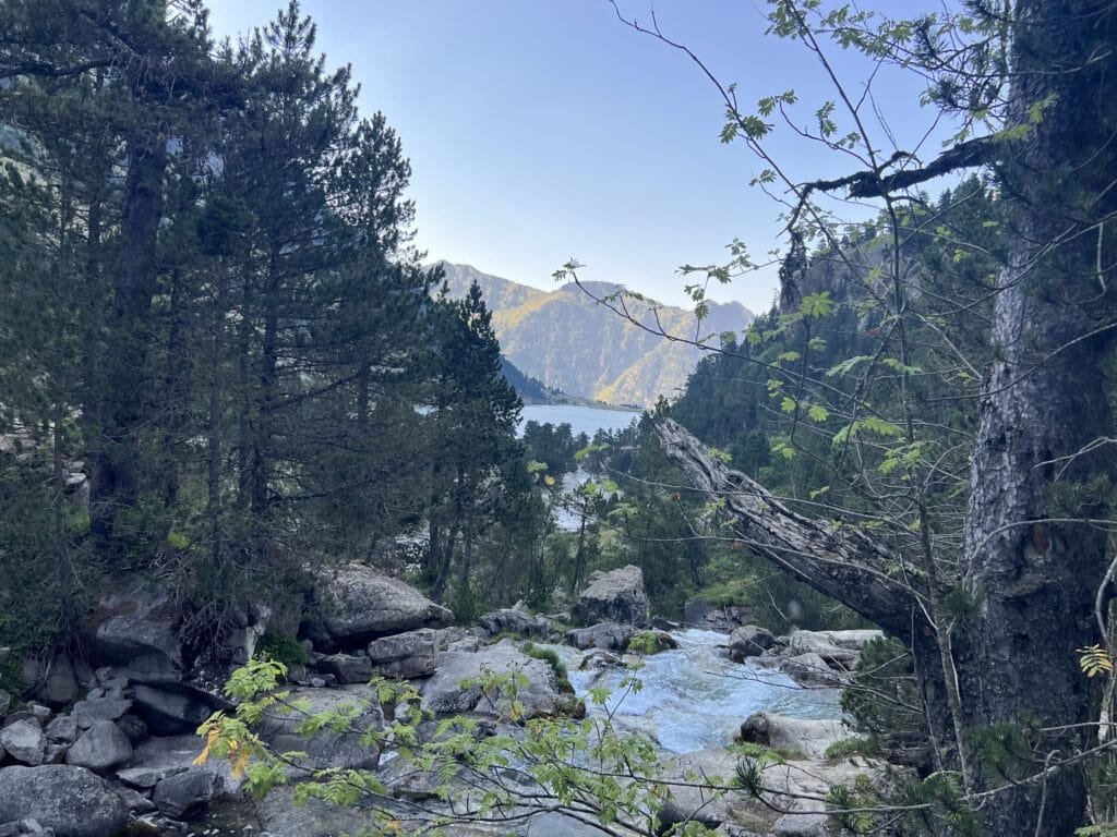 Vista del lago entre árboles del bosque