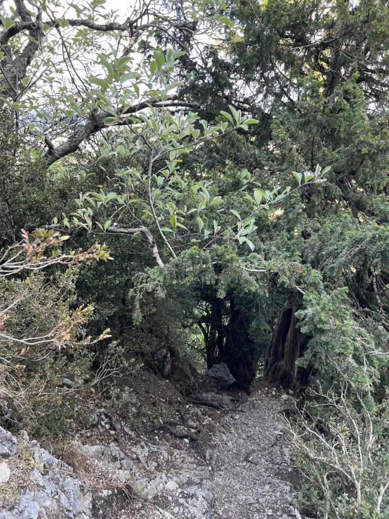 Cresta de Palomares
