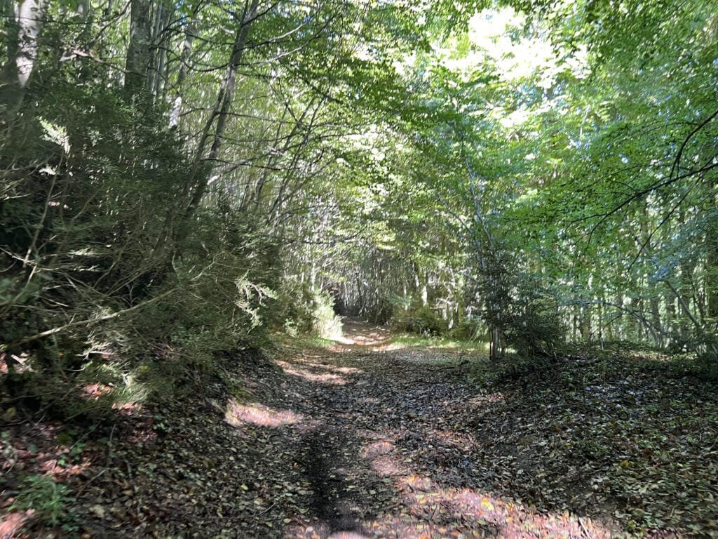 regreso por el bosque