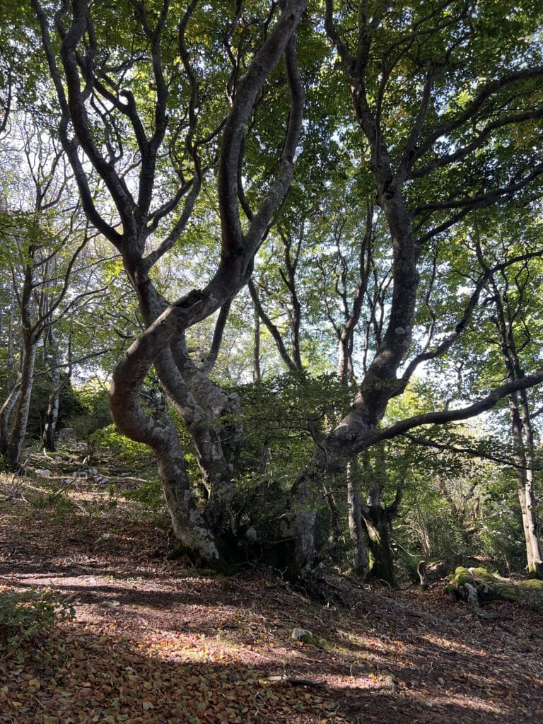 Ruta Circular a Peñalta