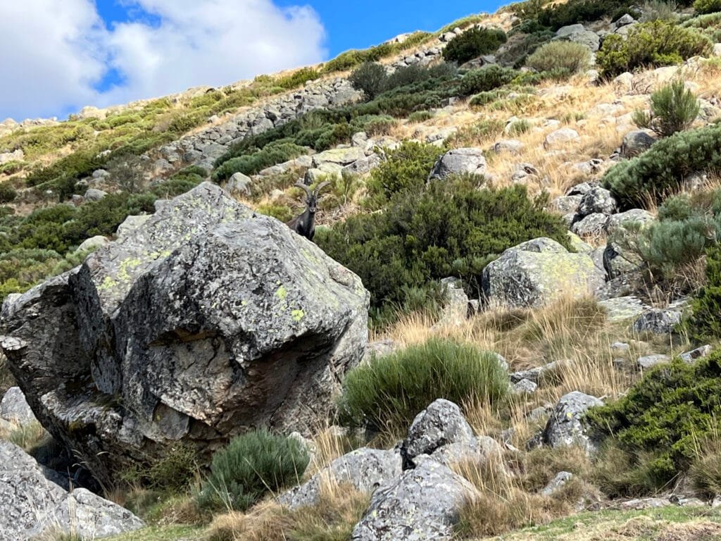 Cabras de Gredos