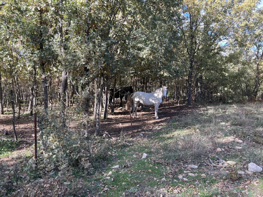 Caballos libres