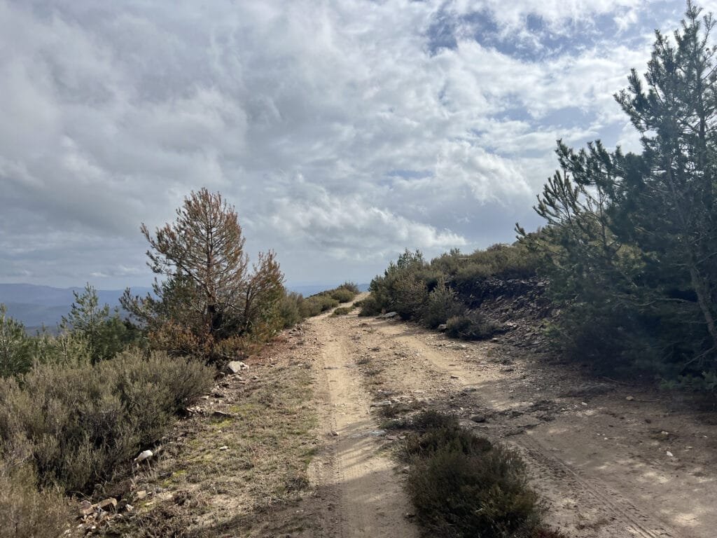 Pista forestal