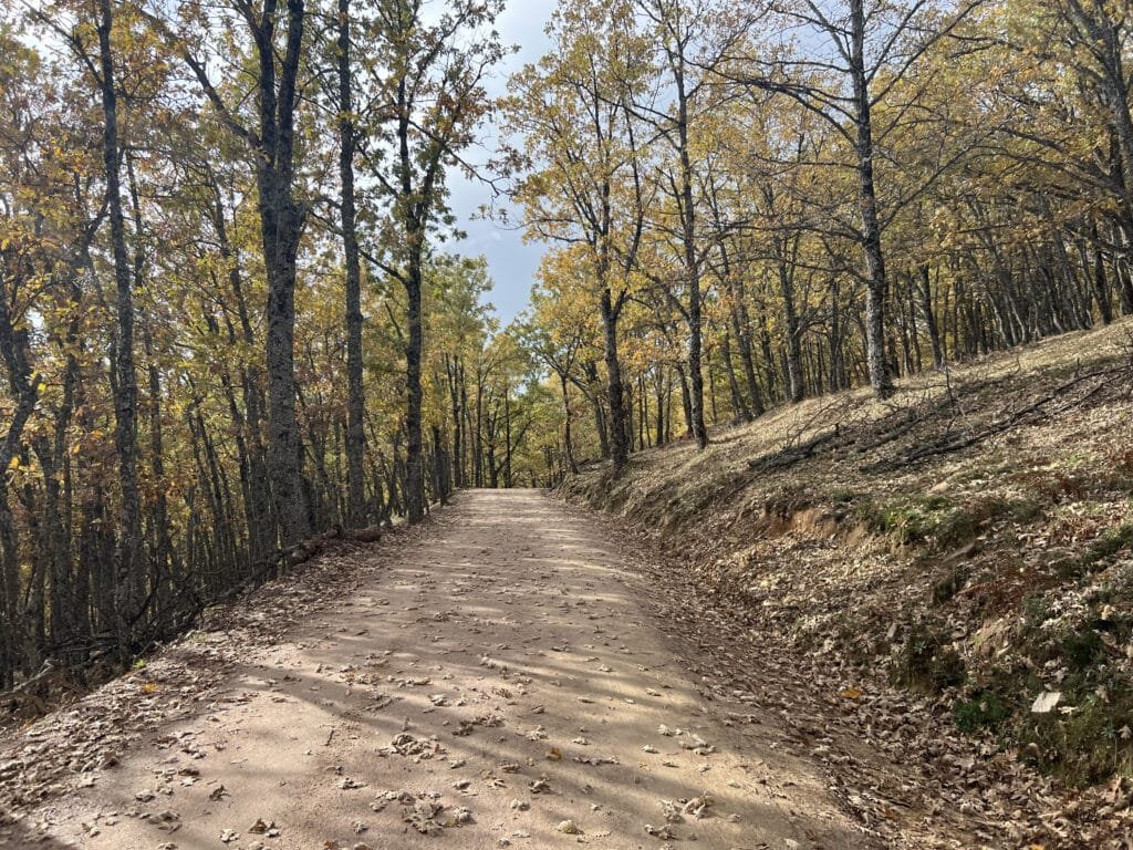 En el robledal