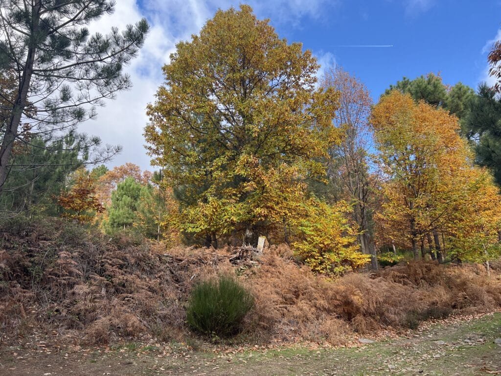 Castaño en otoño