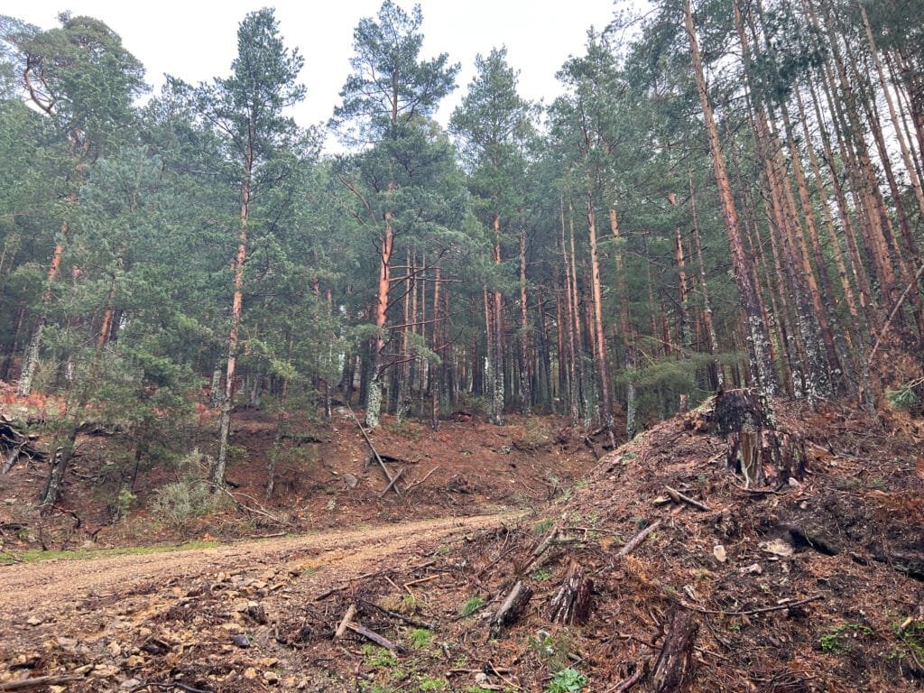 Pista forestal