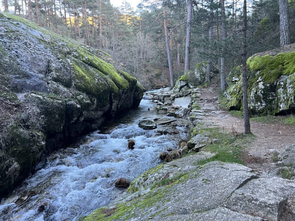 Boca del asno