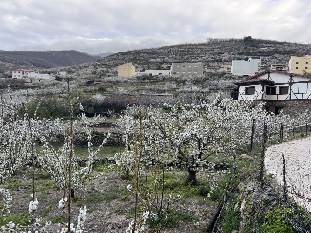 Descubre el Valle del Jerte y sus cerezos en flor - Casa Rural Senderos del  Jerte