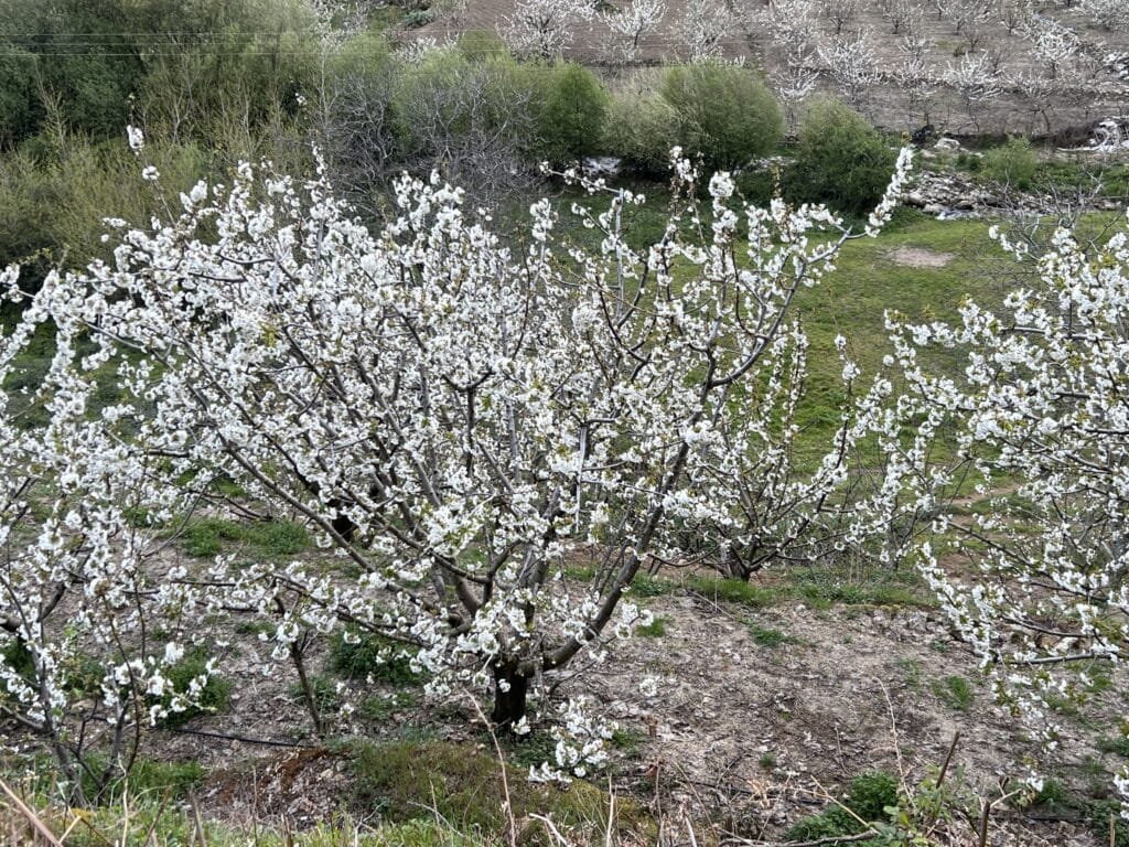Ruta del Cerezo en Flor