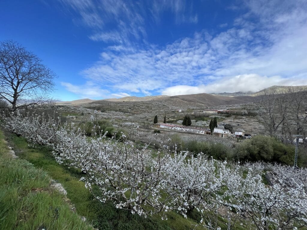 flores