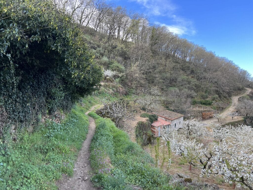 Ruta del Cerezo en Flor