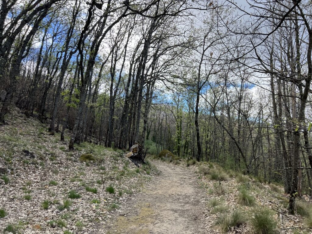 Bosque