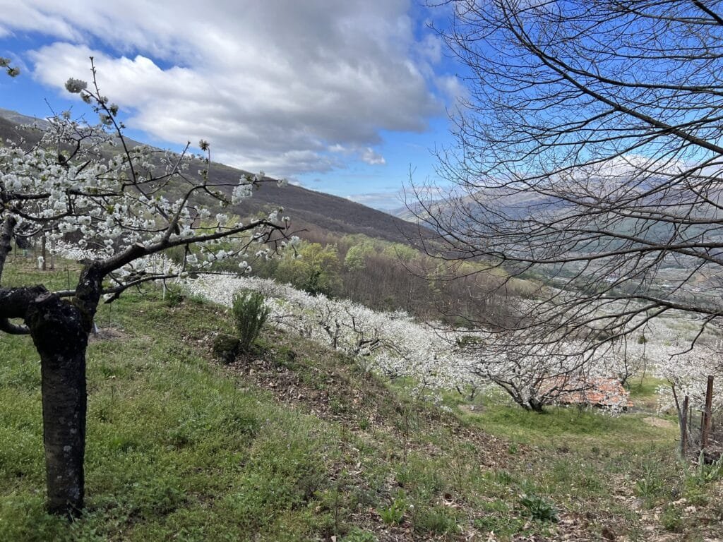 Ruta del Cerezo en Flor