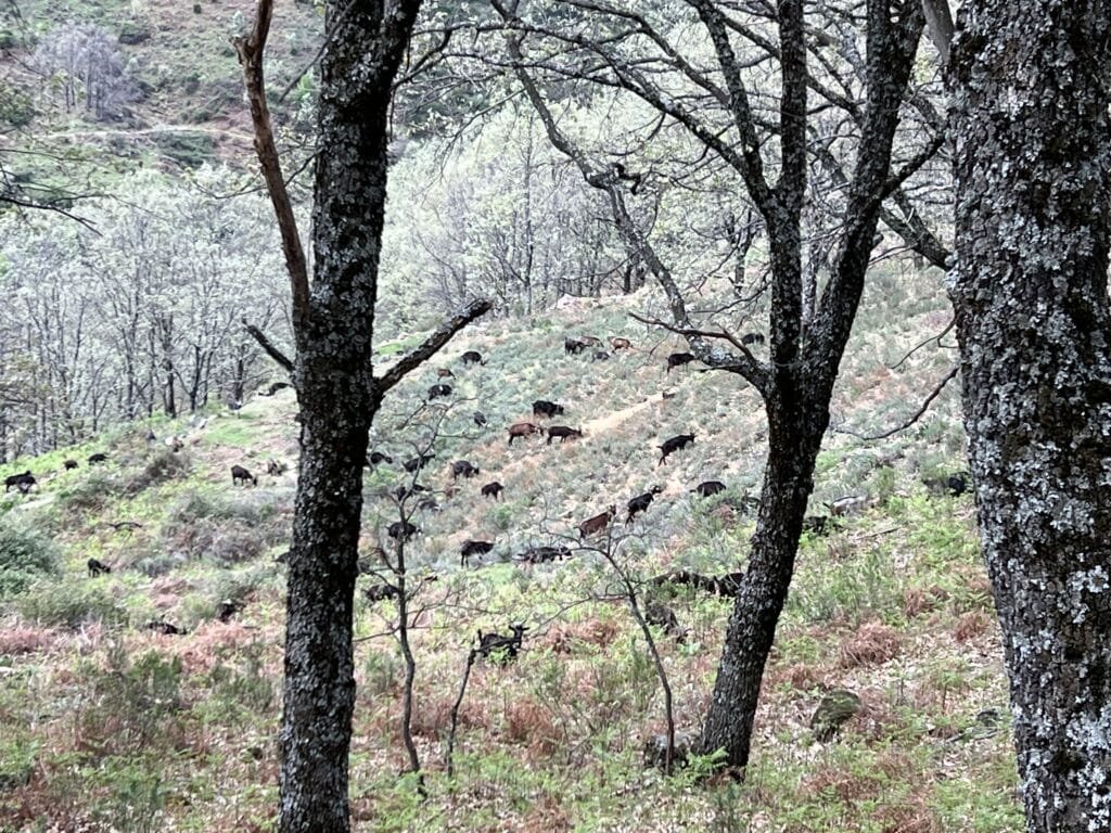 Ruta del Cerezo en Flor