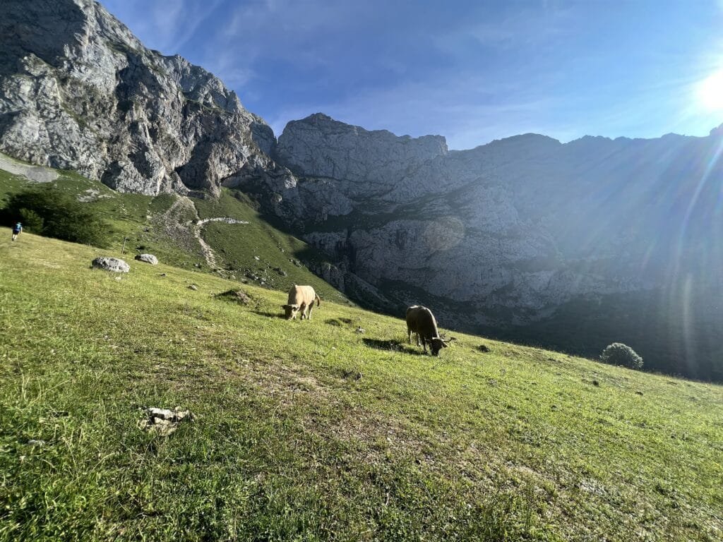 Prados de montaña
