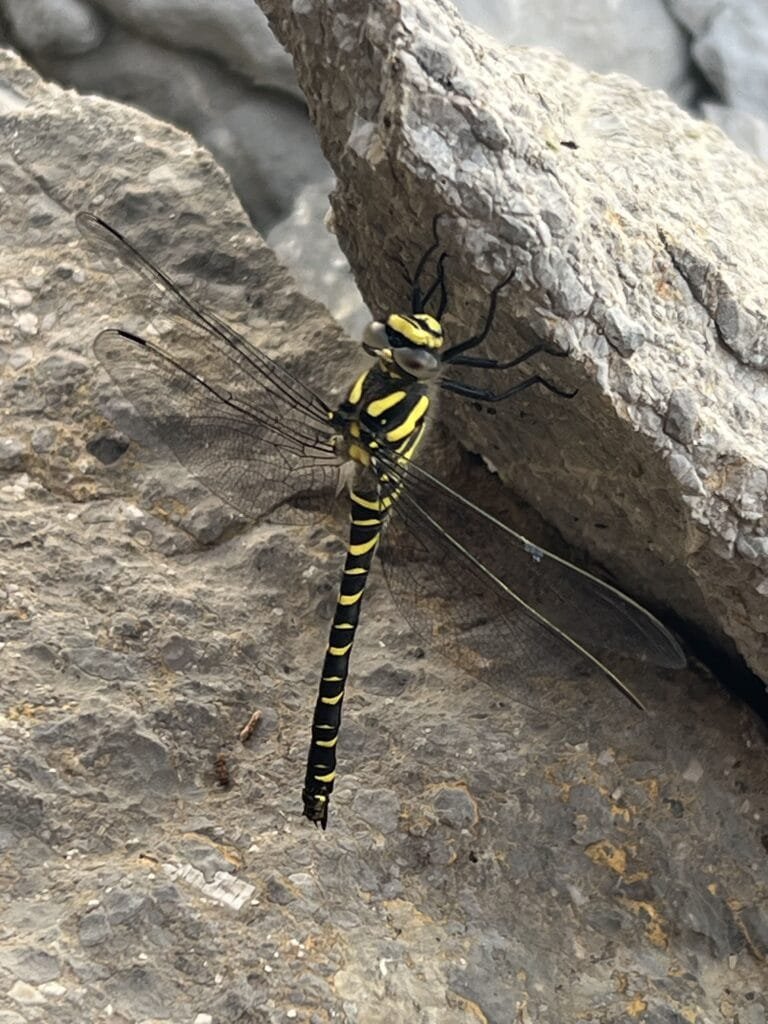 Libelula